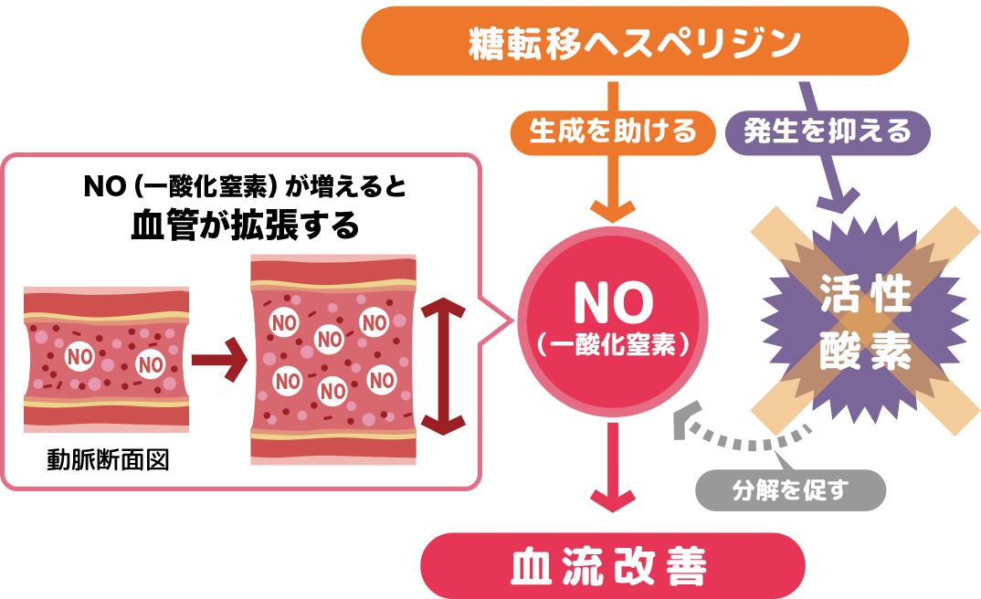 ヘスペリジンが血液を改善するメカニズム　図