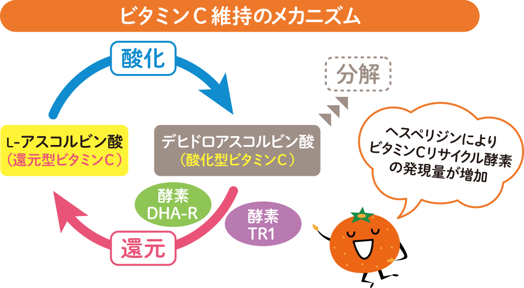 ビタミンC維持のメカニズム