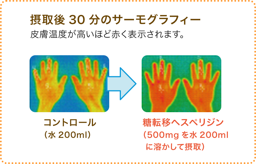 摂取後30分のサーモグラフィー