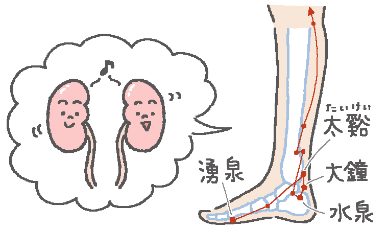 むくみや水分代謝に 腎臓を元気にするおすすめの足つぼ4選 からだにいいこと