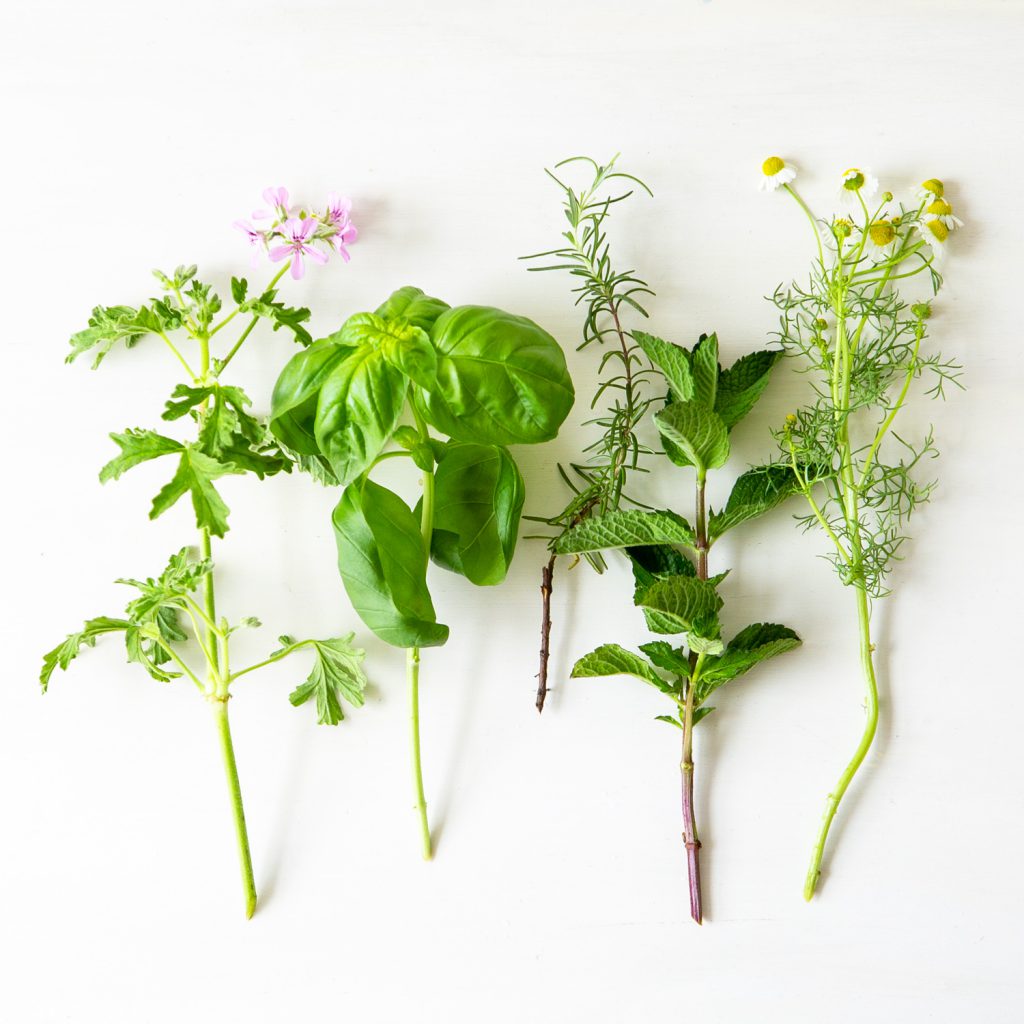 癒やし効果のあるハーブをおしゃれに飾るコツ 季節の花 活け方レッスン 10 からだにいいこと