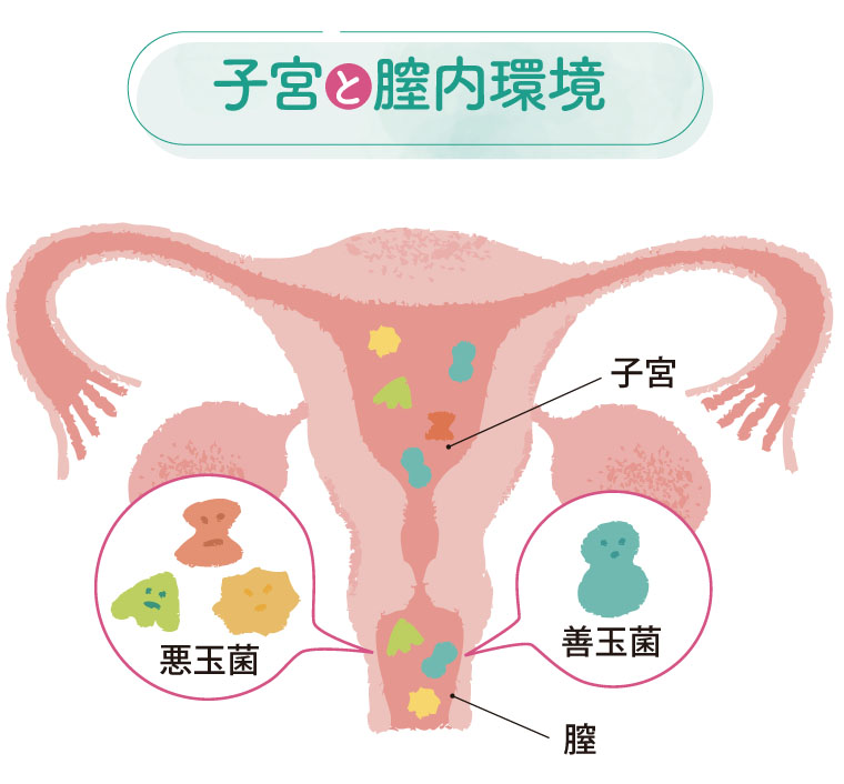 子宮と膣内環境
