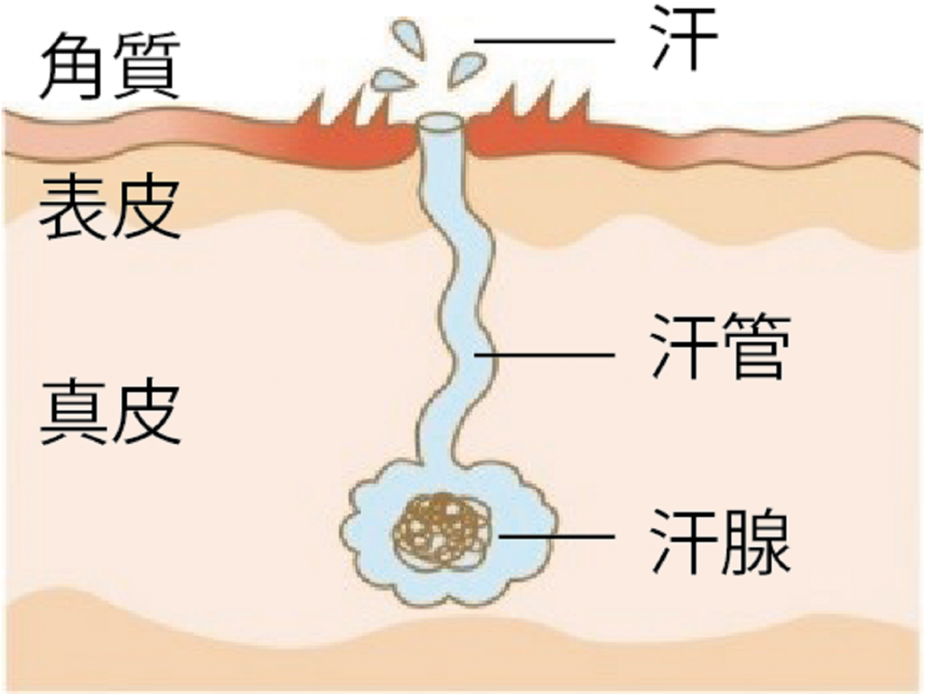 汗荒れ