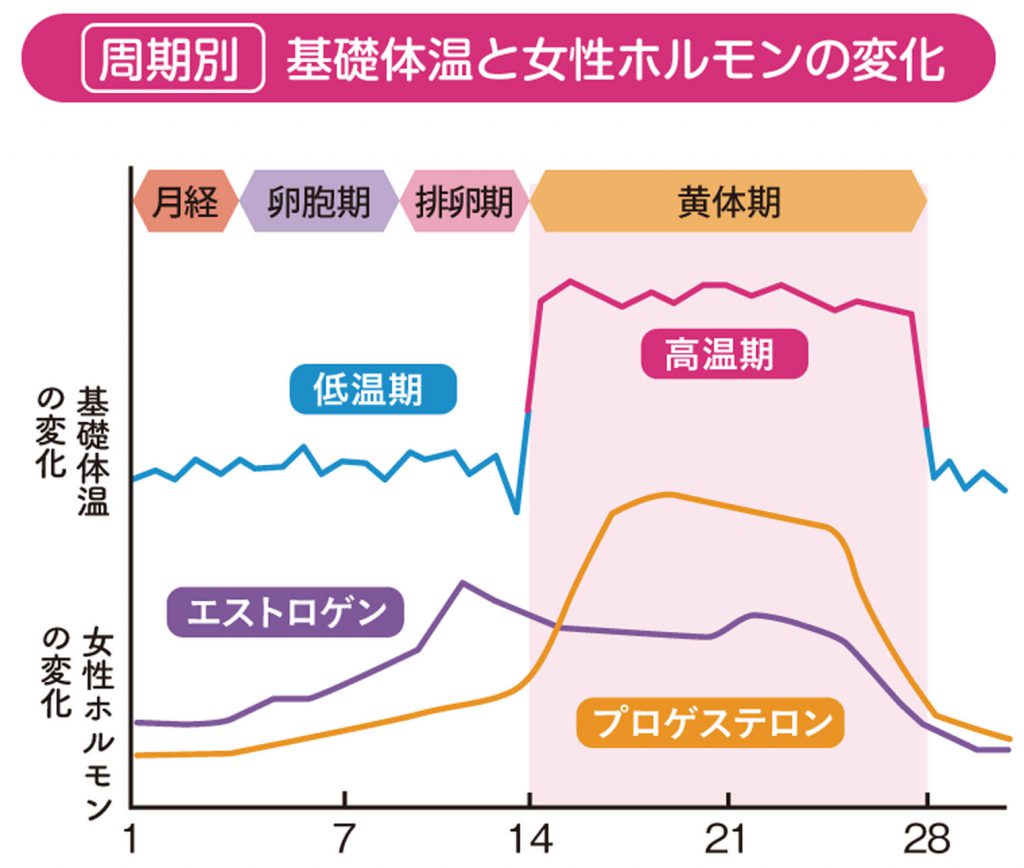 ヤセる眠り方　基礎体温と女性ホルモン