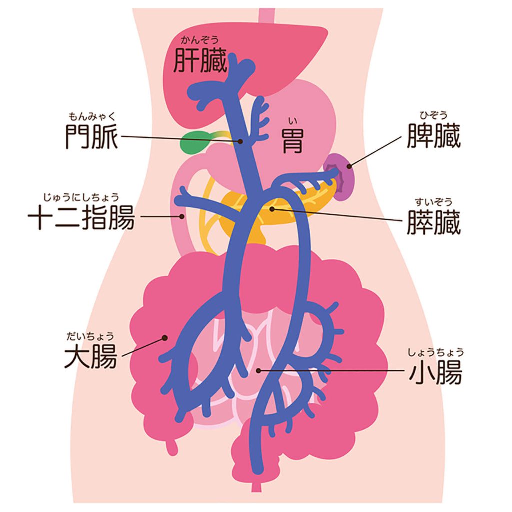 胃と肝臓