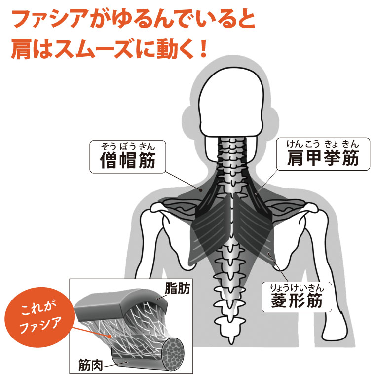 四十肩　ファシア