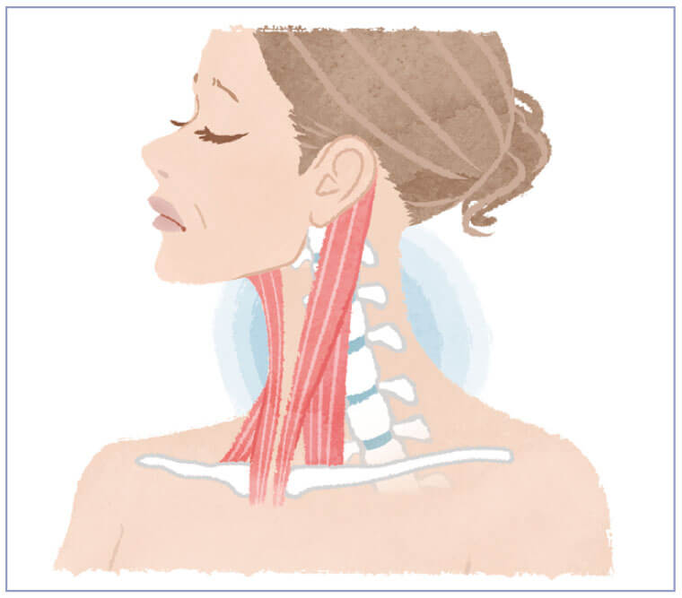 肩や首の冷えと胸鎖乳突筋のこわばりイラスト