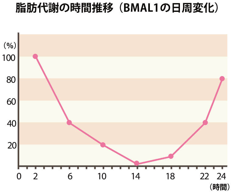 BMAL1（ビーマルワン）の日周変化グラフ