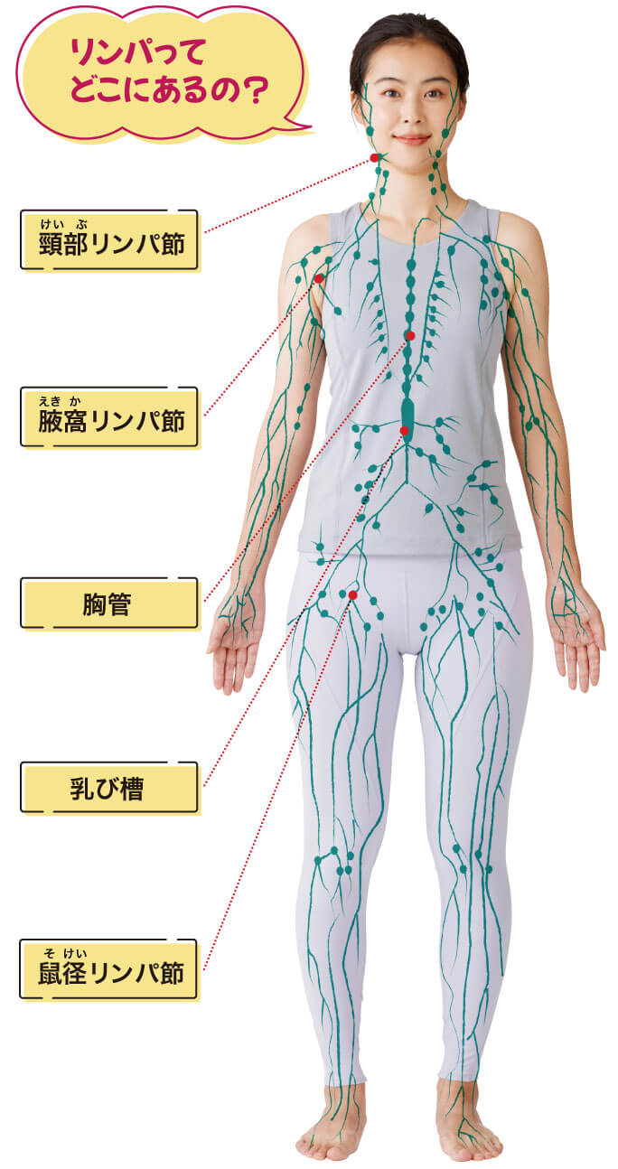 イラスト　全身に分布するリンパ