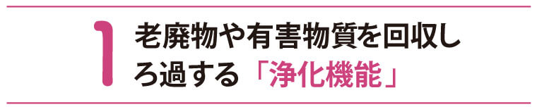 1 老廃物や有害物質を回収しろ過する「浄化機能」
