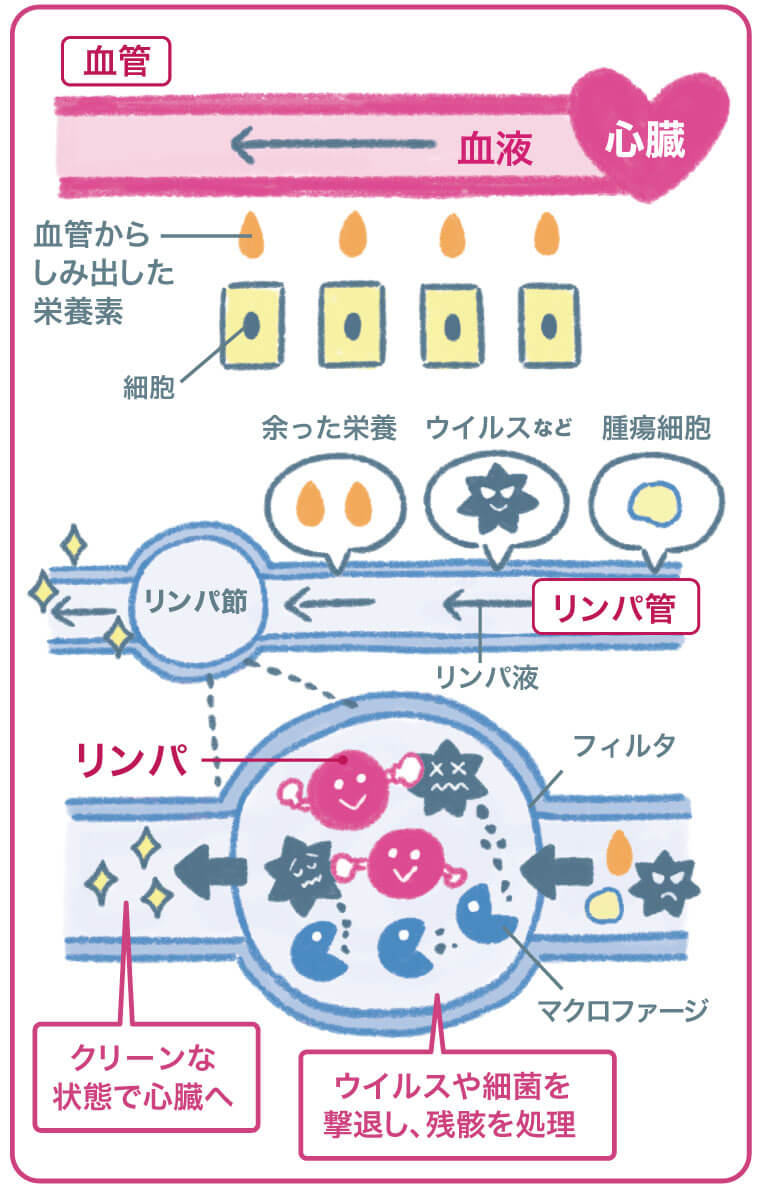 イラスト　血管とリンパ管、リンパの仕組みと役割