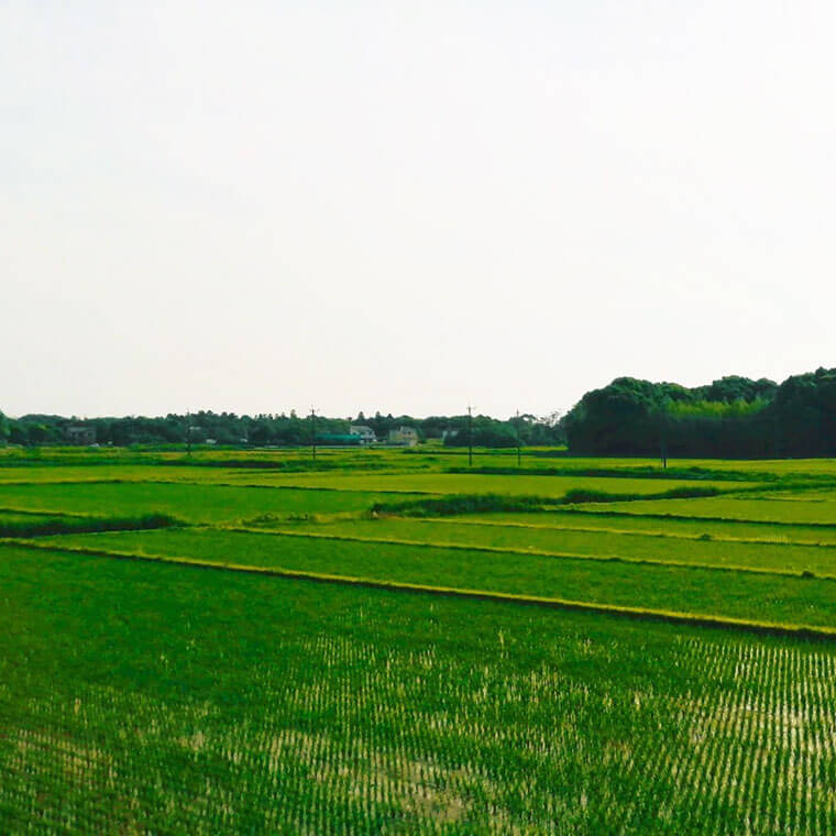 田植え