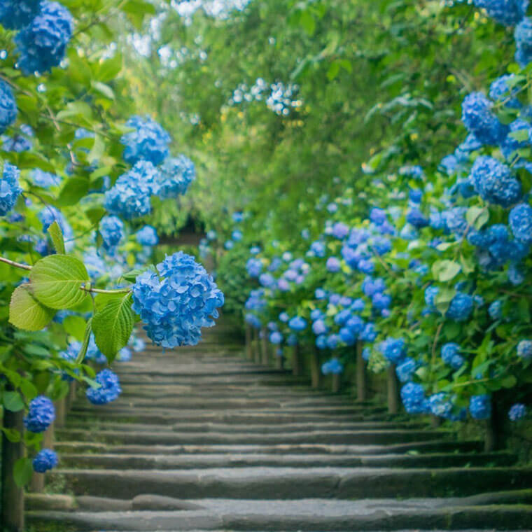 紫陽花