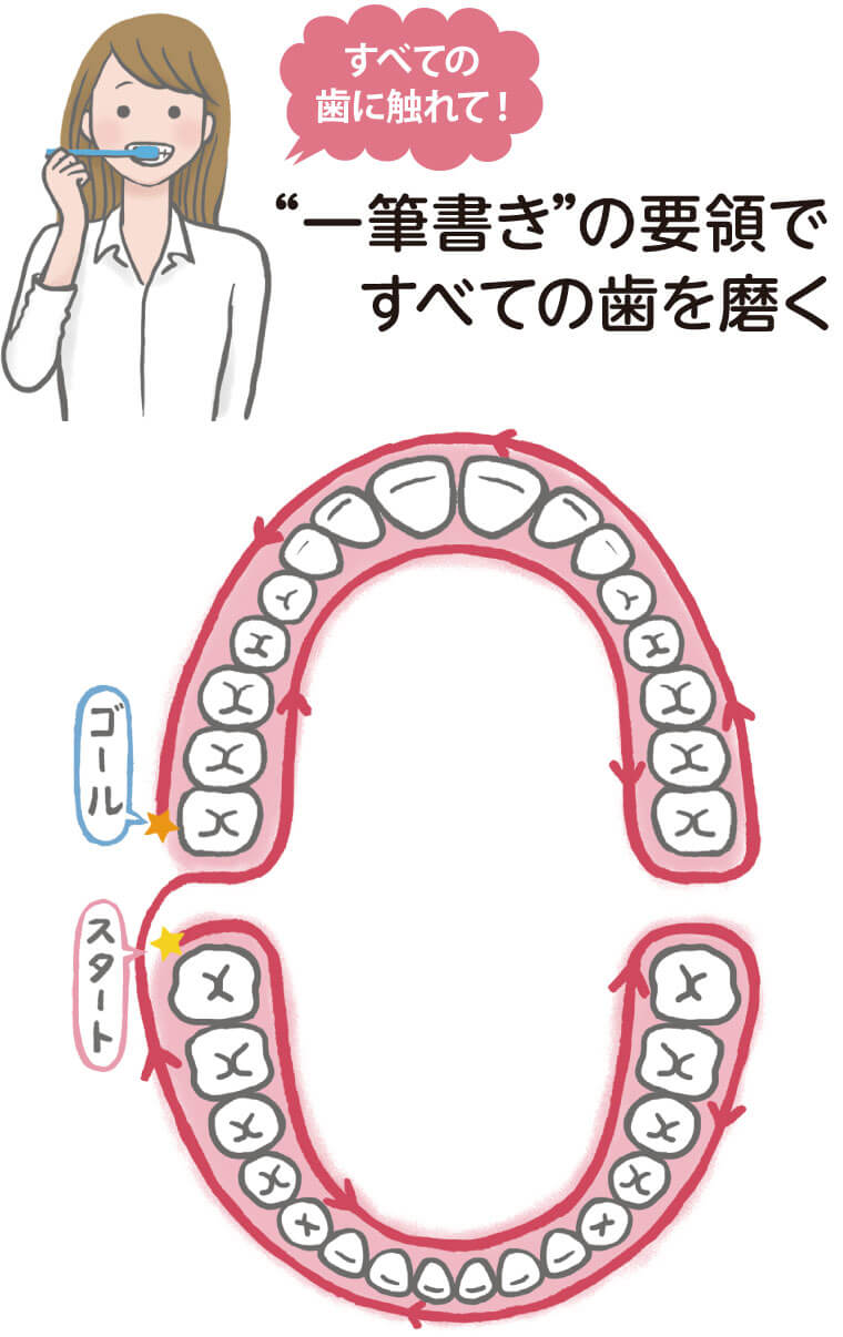 すべての歯に触れて！
一筆書きの容量ですべての葉を磨く