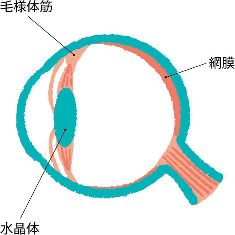 目の仕組みイラスト