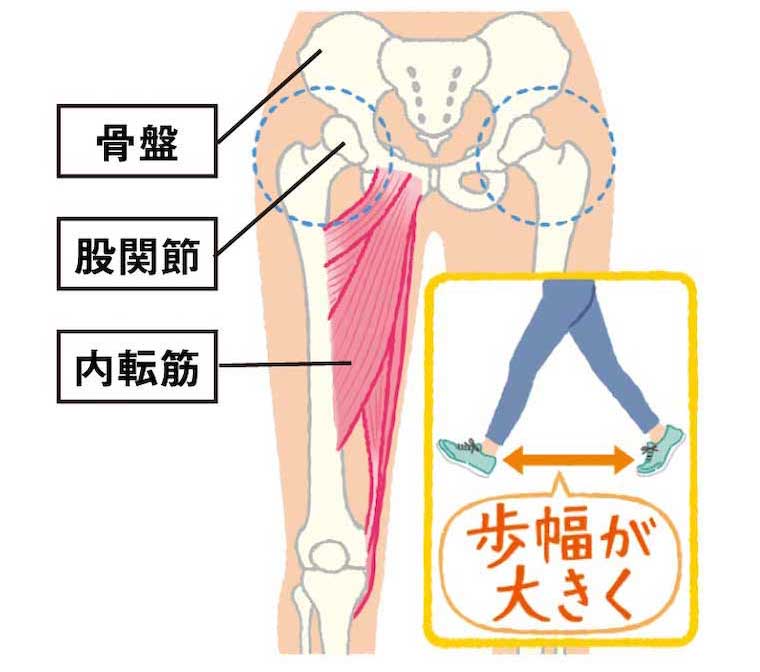 内転筋