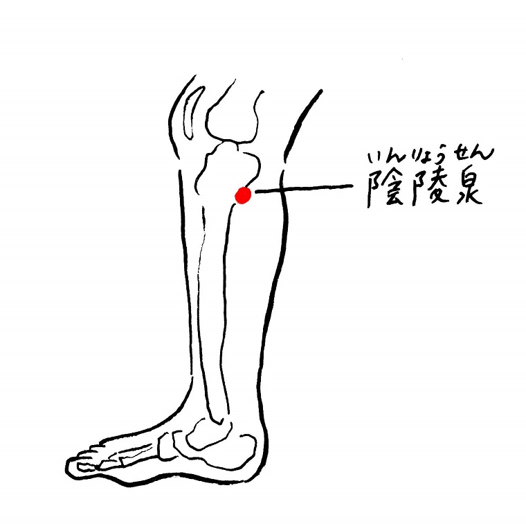 ツボ　陰陵泉