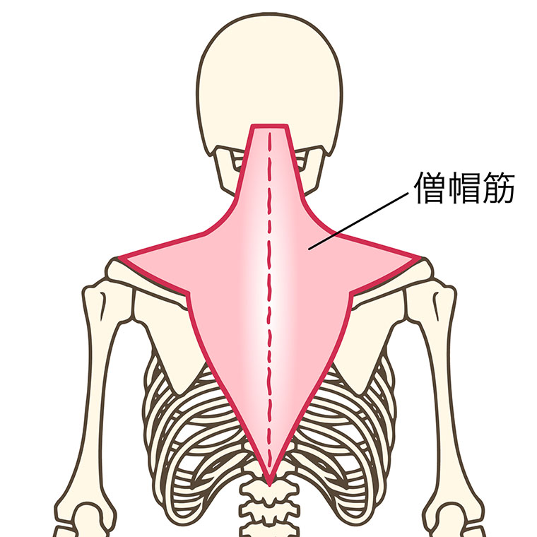 僧帽筋