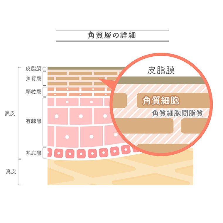 肌の角質層の詳細