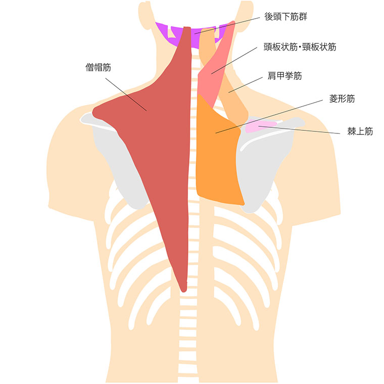 菱形筋