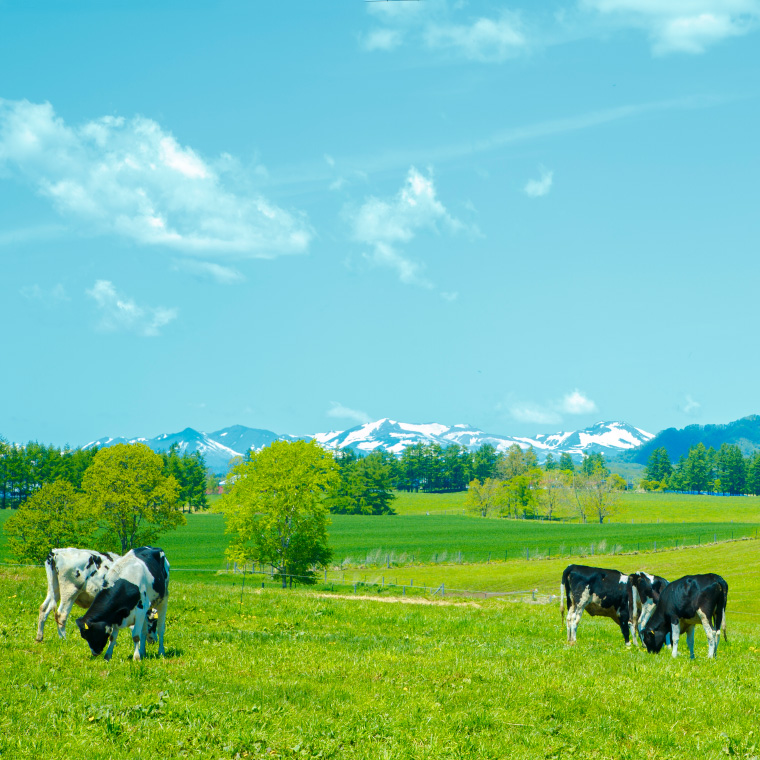 北海道の酪農風景
