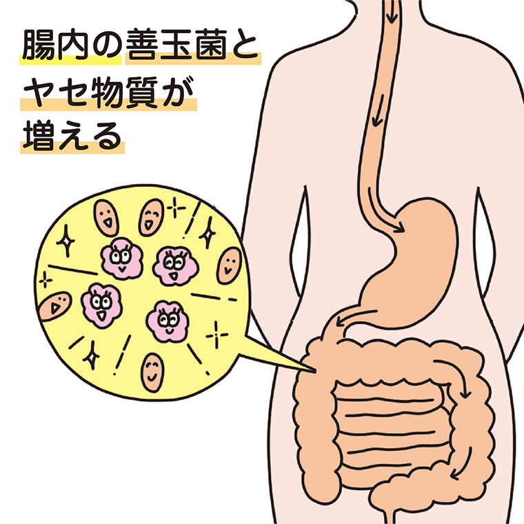 腸内の善玉菌とヤセ物質が増える