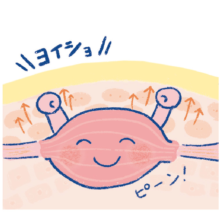 筋肉のコリ改善で肌のハリアップ