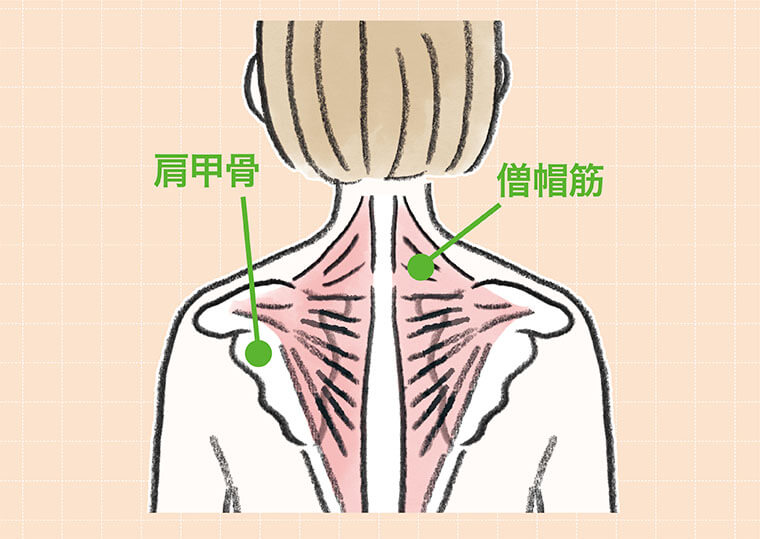 肩甲骨、僧帽筋