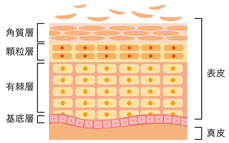 肌の断面図