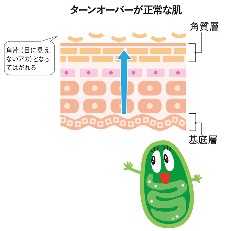 ターンオーバー