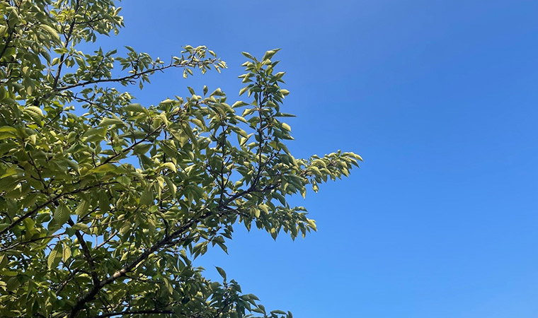 【暮らし】 夏といえば…!? 私にも家族にも嬉しいからだにいいこと