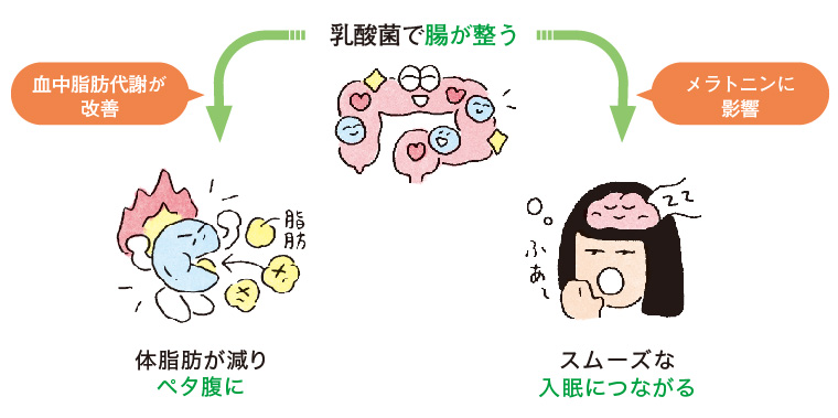 乳酸菌は代謝、に効く