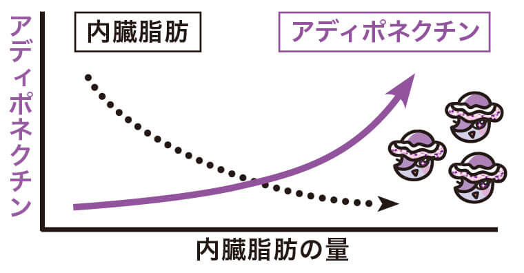 内臓脂肪が減り「アディポネクチン」が増える