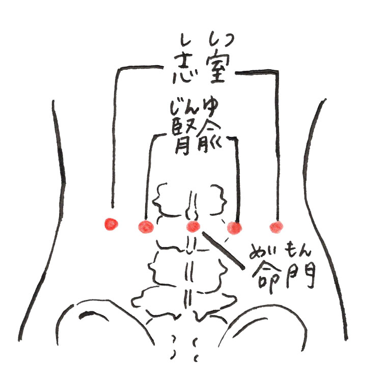 ツボ　命門　腎兪　志室