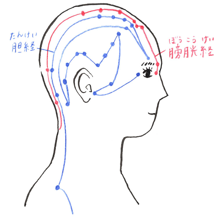 胆経 膀胱経