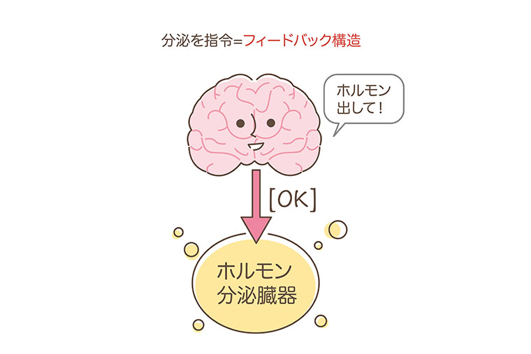 ホルモンのイラスト