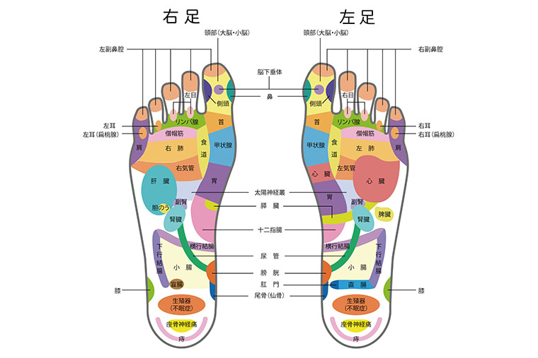 足つぼ（反射区）