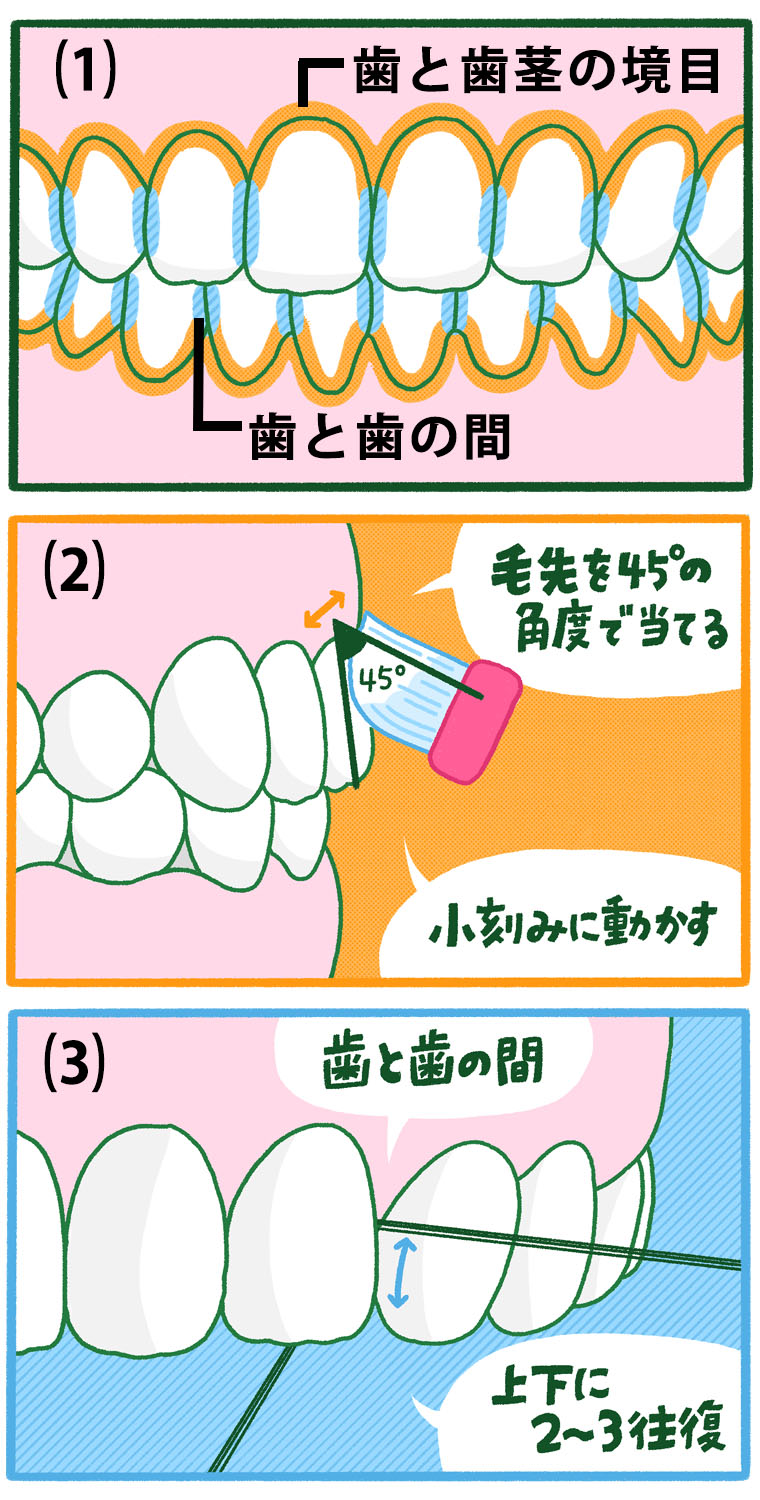 大人の歯磨き方法
