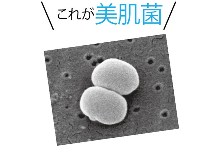 美肌菌
