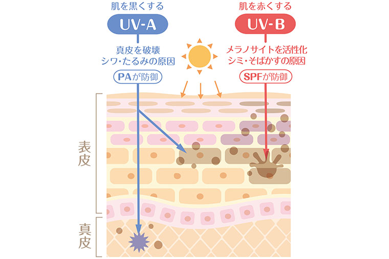 「SPF」と「PA」