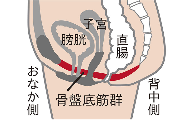 骨盤底筋群