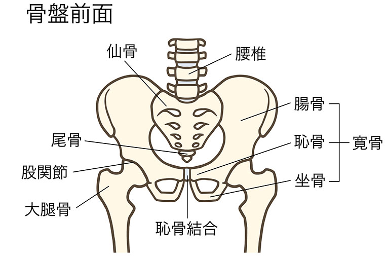骨盤の構造