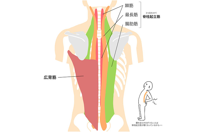 脊柱起立筋
