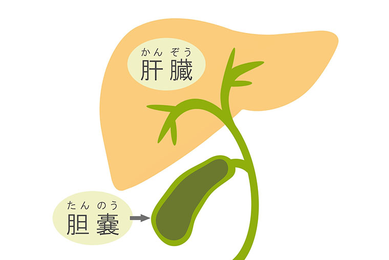 肝臓のイラスト