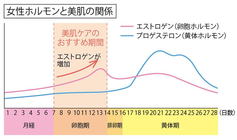 女性ホルモンと美肌の関係
