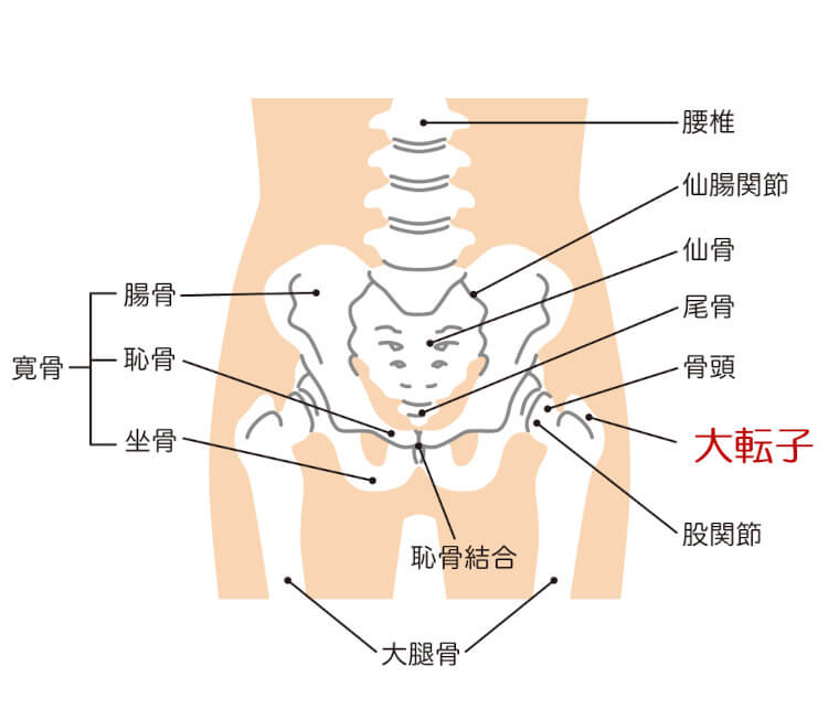 大転子の位置