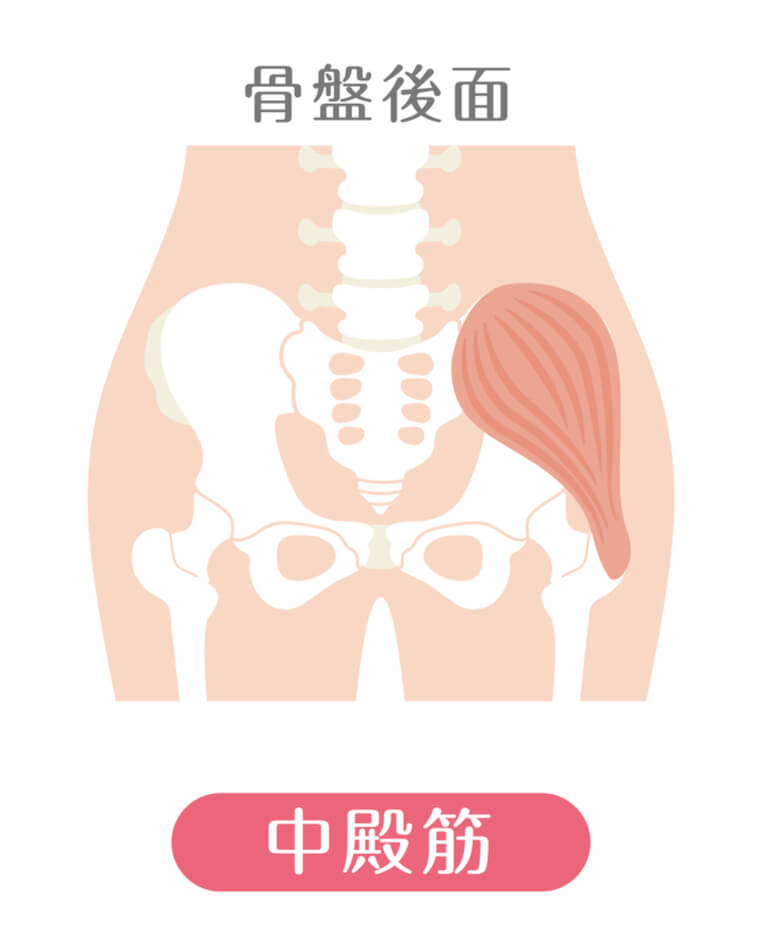 中殿筋