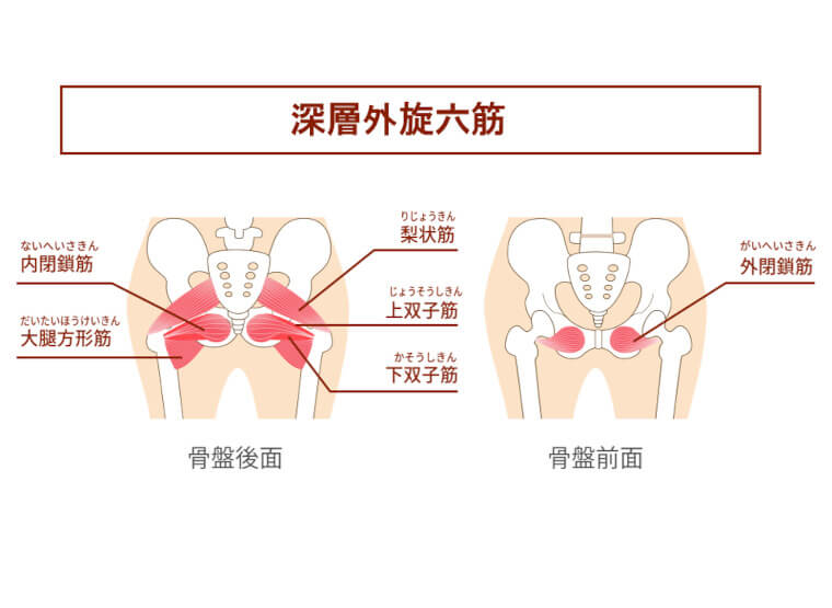 深層外旋六筋