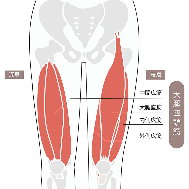 大腿四頭筋のイラスト