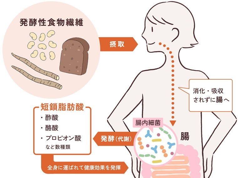 発酵性食物繊維がはたらくメカニズム